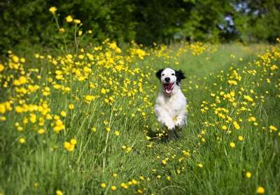 小狗 西班牙猎犬 可卡犬 狗 动物 宠物 可爱的 年轻 哺乳动物