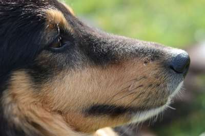 狗 狗的设得兰群岛牧羊犬 设得兰群岛的三色的牧羊犬 狗狗我爱 长鼻子的狗