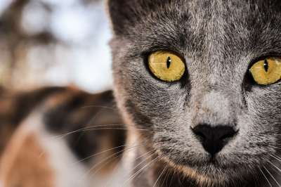 猫 灰色的 眼睛 看着 动物 好奇的 脸