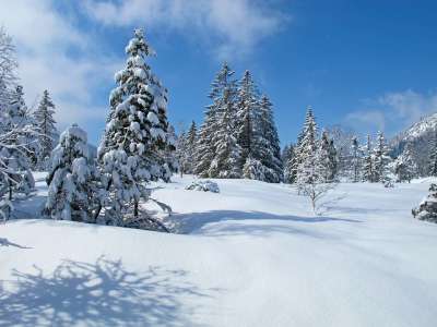 阿尔高 冬天 景观 奥伯约赫 雪 自然 冬季景观 冬季森林