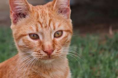 猫 红色的 年轻 幼兽 宿醉 关闭 看法 眼睛 有条纹的 猫脸