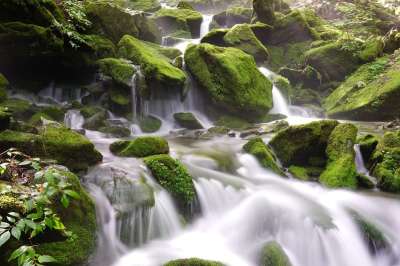 布鲁克 水 干净的 山 森林 旅行 Moss 树 绿色 大自然