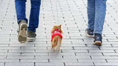 狗 小狗 动物 犬类 可爱的 小的 皮带 腿 人 主 去