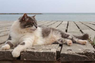 猫 海 网络 长毛猫 水 安静的 流浪 家猫 自然 动物