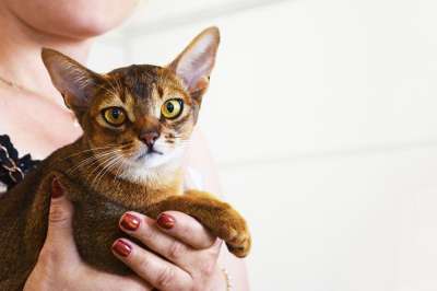 阿比西尼亚猫 猫盛会 选美比赛 猫的品种 优胜者 展览 竞赛 品种