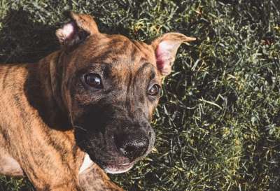 狗 宠物 动物 国内的 犬类 哺乳动物 特写