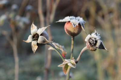 玫瑰 弗罗斯特 冬季 芽 冷 图 冬天 冻结 植被 花