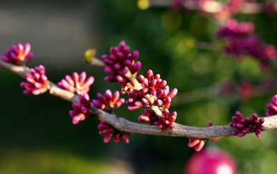 分支 芽 春天 粉色的 梅花 树 花枝 梅花 梅花 梅花