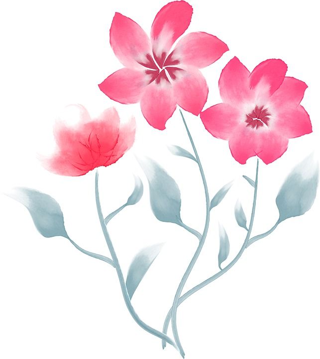 花朵 植物 水彩 花瓣 盛开 树叶 绘画