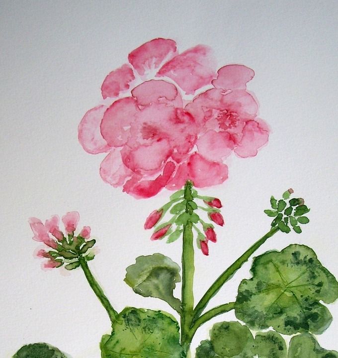 天竺葵 花 开花 绘画 图片 艺术 作画 染 艺术的 艺术家