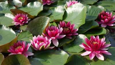 水中百合 池塘 粉红色 绽放 水 性质 花卉 绿色 水厂