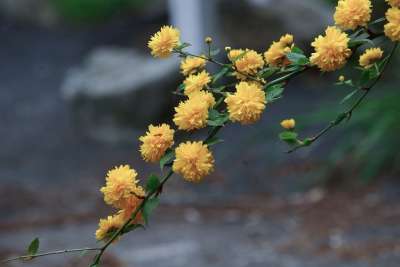 叶子 大自然 树 植物 季节 春天 死硬 黄花 春天的花朵