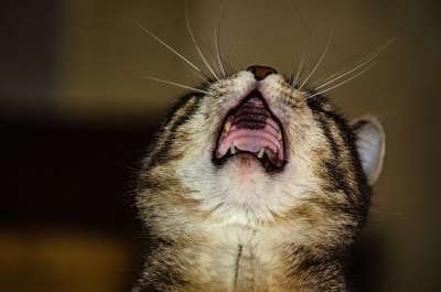 猫 家猫 宠物 尖牙 小猫 可爱的