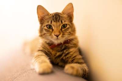 猫 虎斑猫 宠物 猫科动物 动物 毛皮 基蒂 说谎 小猫
