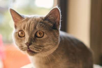猫 可爱的 宿醉 小的 婴儿 年轻 动物 家畜 毛皮 柔软的