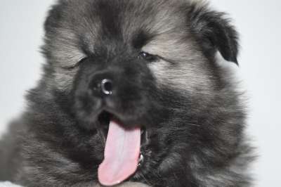 狗 狗Eurasier 年轻的狗 小狗学习语言 语言的狗 可爱 动物