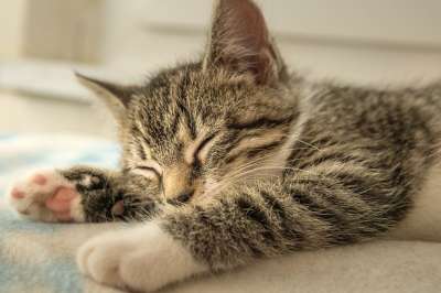 宿醉 小的 鲭鱼 小猫 家猫 家畜 可爱的 猫 猫宝宝 打呵欠