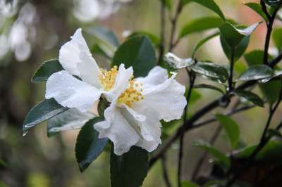 茶花 秋天 白色的 Sasanqua 灌木 花