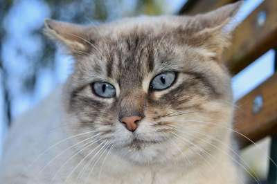 猫 肖像猫 欧洲猫 猫Nala 女性 猫蓝色的眼睛 胡同猫 动物