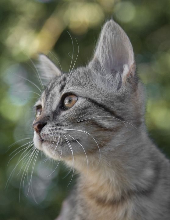 猫 小猫 宠物 虎斑猫 基蒂 年轻的猫 动物 国内的猫 猫科动物
