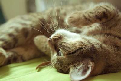 猫 床 背部 基蒂 棕色的床