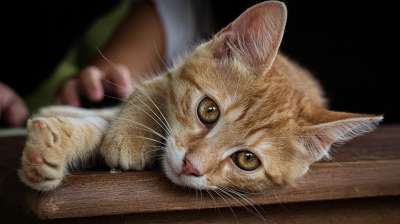 动物 猫 猫科动物 宠物 哺乳动物 毛皮 胡须
