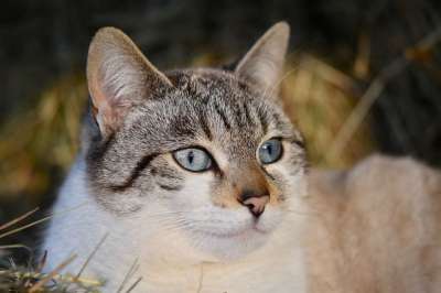 猫 肖像猫 猫眼 蓝眼睛 阴云 温和的 猫科动物 哺乳动物 动物