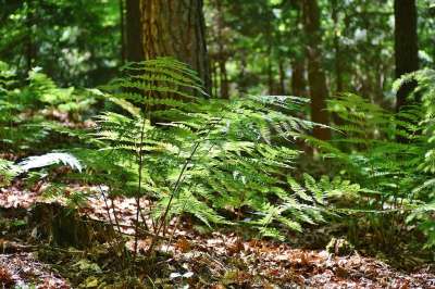 蕨类植物 森林 树木 林间空地 情绪灯光 太阳 春天 绿色的东西