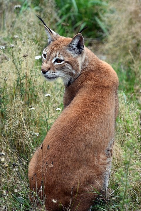 森林 动物 猞猁 哺乳动物 野生动物 野生猫 动物群 荒野 自然