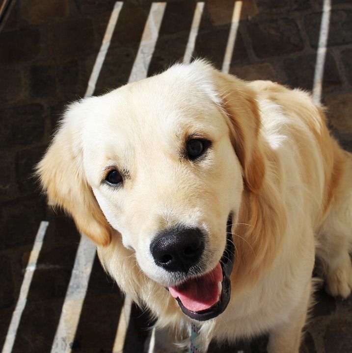 金毛猎犬 狗 动物 宠物 家畜 男性 砂 浅驼色 金的 同谋