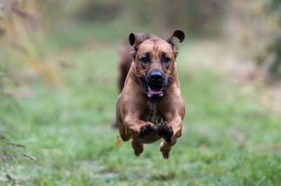 罗德西亚背脊犬 走狗 飞狗 脊背 跑步 狗 飞行 动物 宠物