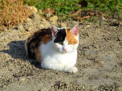 猫 小猫 黑 红色 白 猫眼 丑角 可爱 动物医院 宠物
