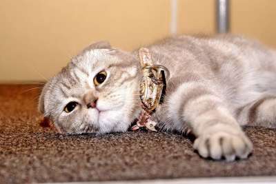 猫 房子 舒适 动物 爱