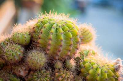 仙人掌 刺 植物 自然 绿色 沙漠植物 植物群 沙漠 仙人掌花园