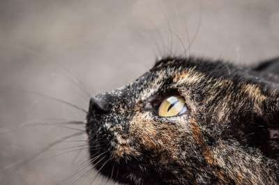 猫 眼睛 夏天