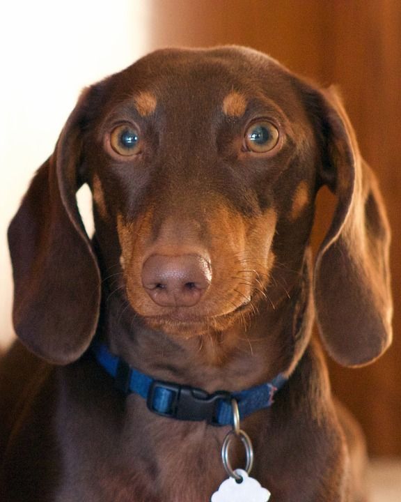 腊肠犬 狗 可爱的 棕色 棕褐色 小型的