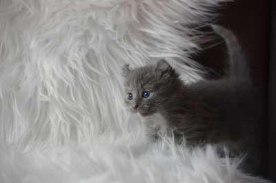 猫 猫科动物 毛皮 眼睛 基蒂 小猫 胡须 动物
