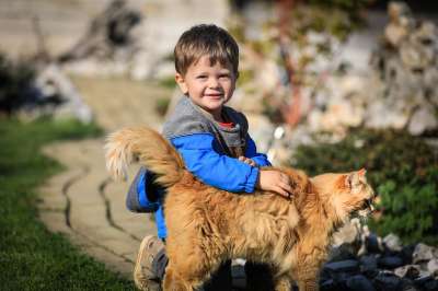 小男孩 孩子 肖像 可爱的 男孩 童年 猫 红猫 游戏