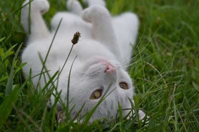 猫 宠物 动物 白色猫咪 自然 草 俏皮的 夏天 户外 草地