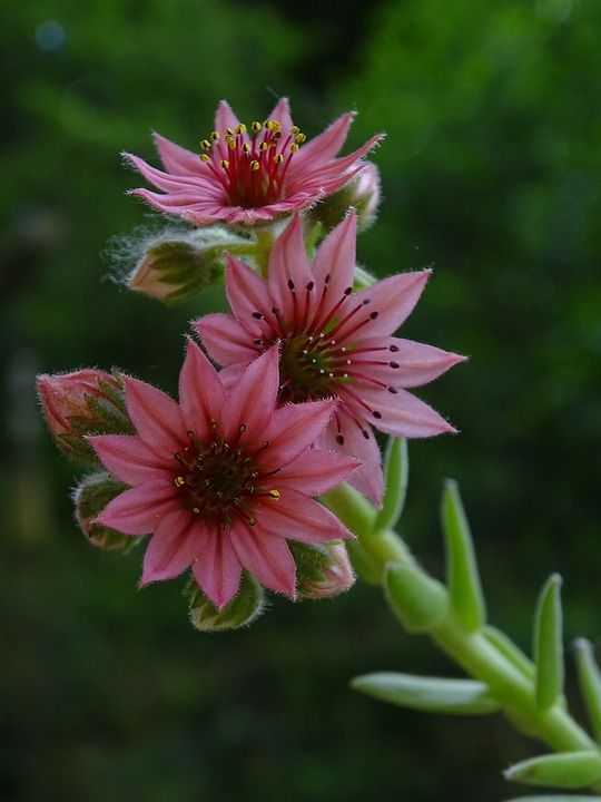 网热斯克 宏 花 自然 盛开 岩石花园 夏天 工厂 岩石植物