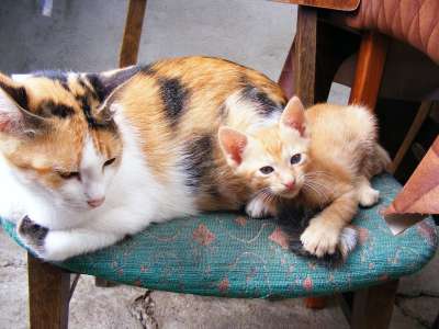 猫 动物 宠物 国内的 妈妈 婴儿 小猫 基蒂 父母 孩子
