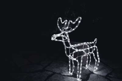 Raindeer 动物 野生动物 自然 荒野 设计 白色的