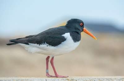 牡蛎捕手 鸟 水鸟 Aematopus Ostralegus 海鸟