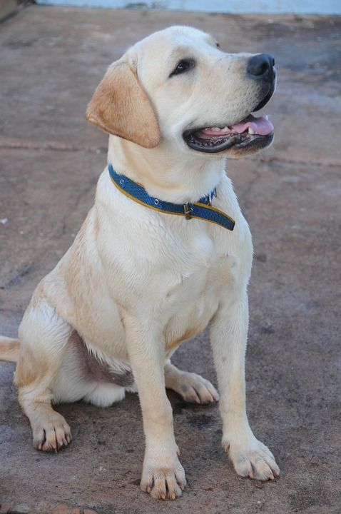 拉布拉多犬 狗 犬 动物 宠物 国内动物