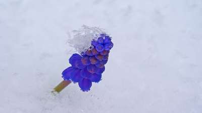 花 风信子 雪 开花 盛开 冬天 特写 花瓣