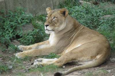 母狮 狮子 非洲 苹果浏览器 捕食者 动物 野生动物 自然 猫