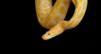 蛇 Python 黄色蟒蛇 爬行动物 动物 自然 动物区系