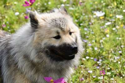 狗Eurasier 肖像狗的档案 吉祥物 标准 男性Eurasier