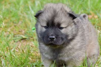 狗 小狗 年轻的狗Eurasier 男性Eurasier黑面罩 动物