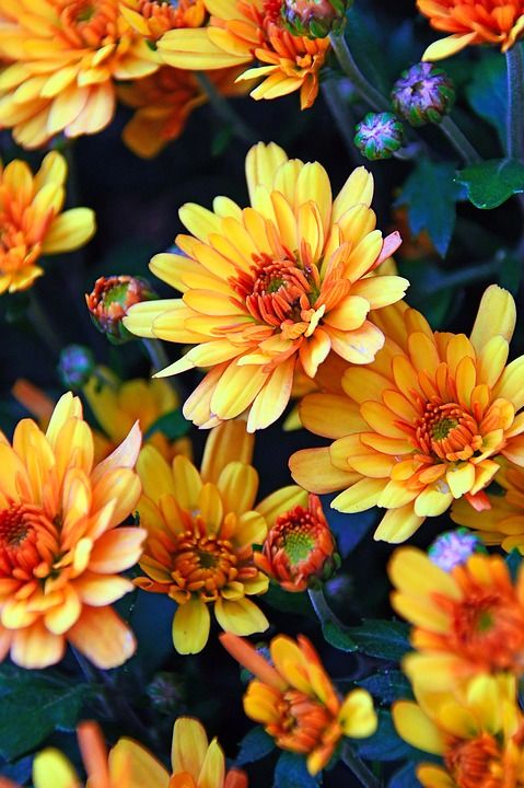 秋季 秋花 菊花 黄菊花 在绽放 鲜花 植物区系 花 花花园